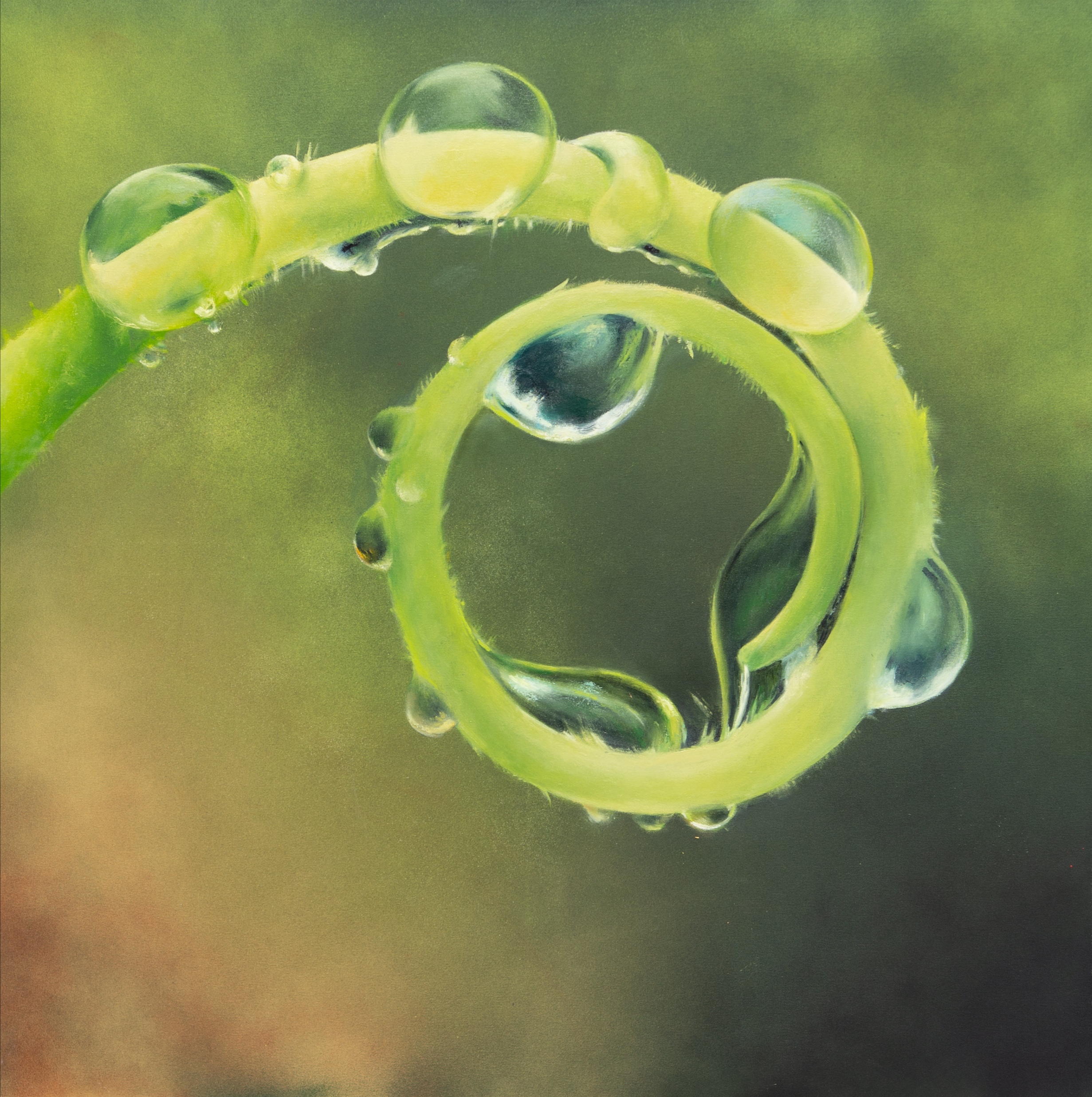 Spira Mirabilis